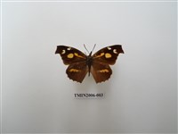 藏品(東方喙蝶)的圖片